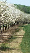 Cherry Blossoms