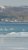 Swans